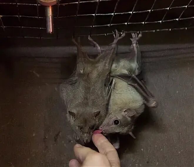 Летучая мышь в квартире. Летучая мышь в подъезде. Гнездо летучей мыши. Мышь под натяжным потолком. Что означает летучая мышь в квартире.