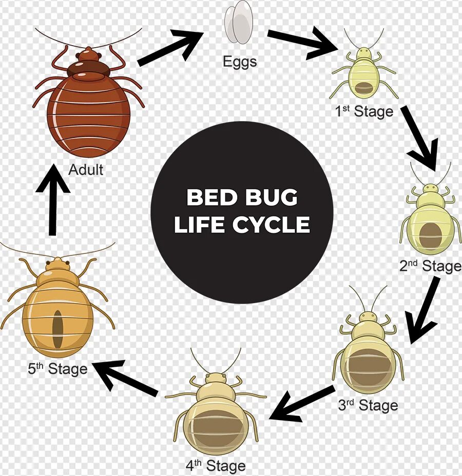 Bug script
