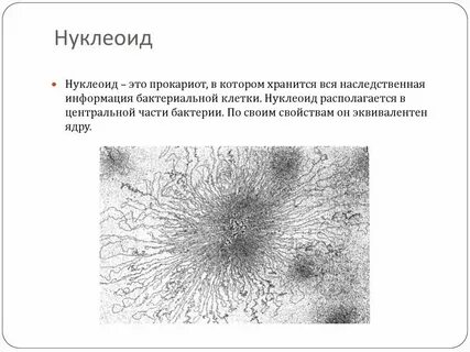 Наследственный материал представлен нуклеоидом