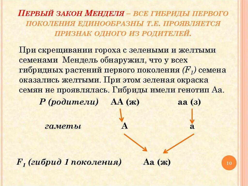 Определите какими могут быть генотипы второго родителя. Закон единообразия 1 закон Менделя. Первый закон Менделя закон единообразия первого поколения это. Первый закон Менделя закон единообразия гибридов первого поколения. Закон единообразия гибридов первого поколения Менделя.