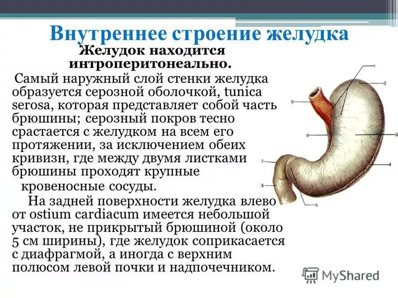 Внутреннее строение желудка