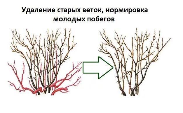 Обрезка чёрной смородины осенью схема. Схема обрезки куста смородины осенью. Обрезка черной смородины осенью. Обрезка смородины весной схема.