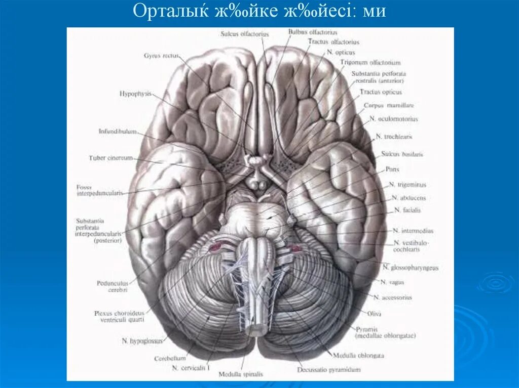 Как называются места выхода. Черепные нервы на основании головного мозга. 12 Пар черепных нервов место выхода на основании мозга. Основание головного мозга и места выхода Корешков черепных нервов. Основание головного мозга анатомия.
