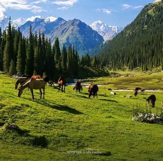 Жыныс мүшесінің бөлінуі