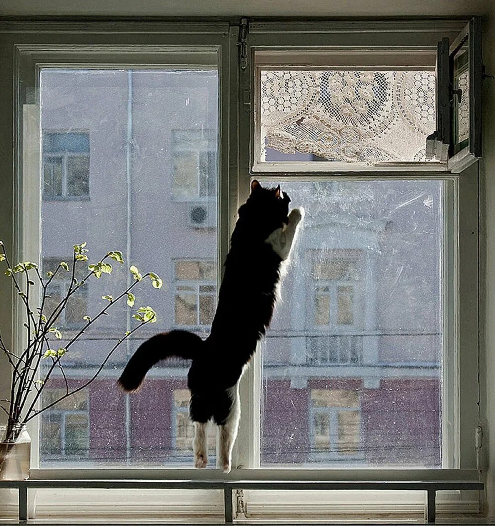 Кот открывает окно. Кот на окне. Кот на окошке весной. Весеннее окно. Кот за окном.