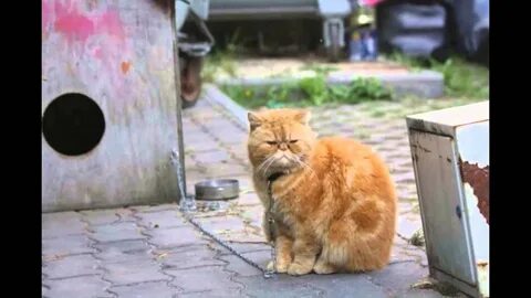Кот на цепи