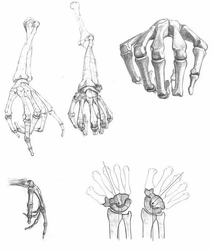 Строение руки рисунок. Кисть анатомия Баммес. Кости кисти Баммес. Анатомия Баммеса кисть руки. Баммес кости рук.