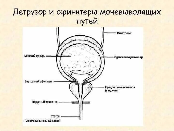 Мочевыделительной системы мочевой пузырь. Мочевой пузырь препарат анатомия. Детрузор мочевого пузыря анатомия. Внешнее строение мочевого пузыря.