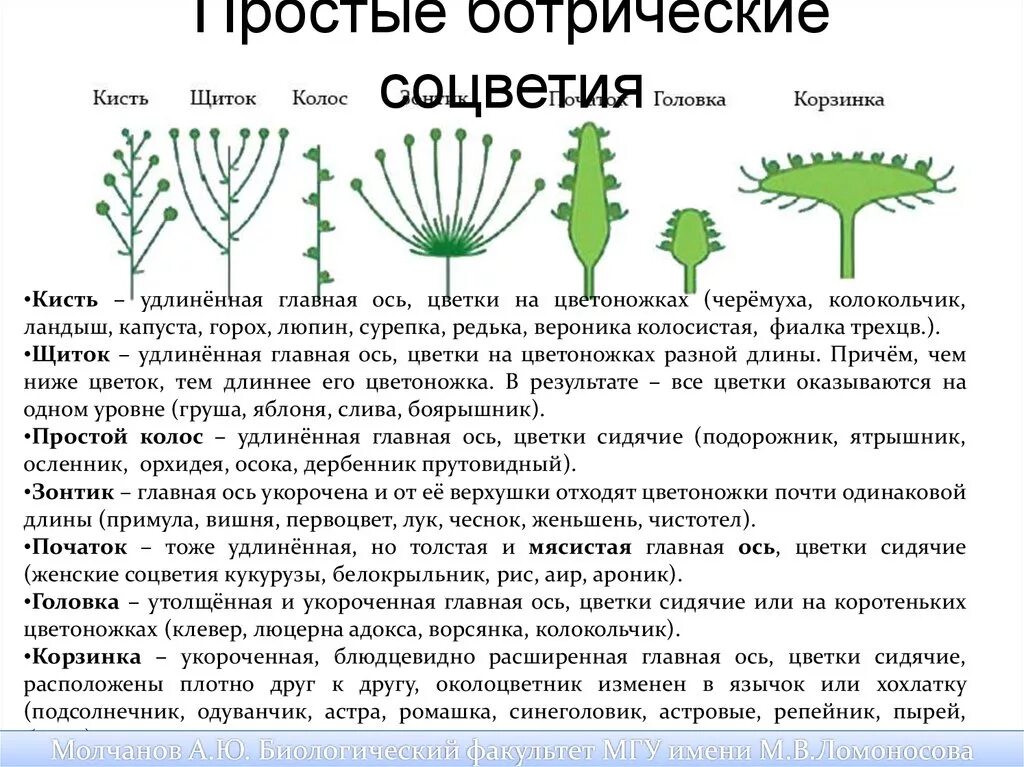 Порядок нарастания. Ботрические моноподиальные простые соцветия. Сложные рацемозные соцветия. Простые простых соцветий. Ботрические соцветия простые и сложные.