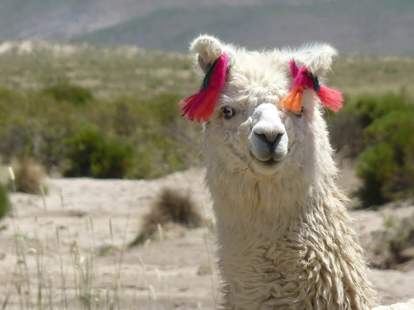 Llama2