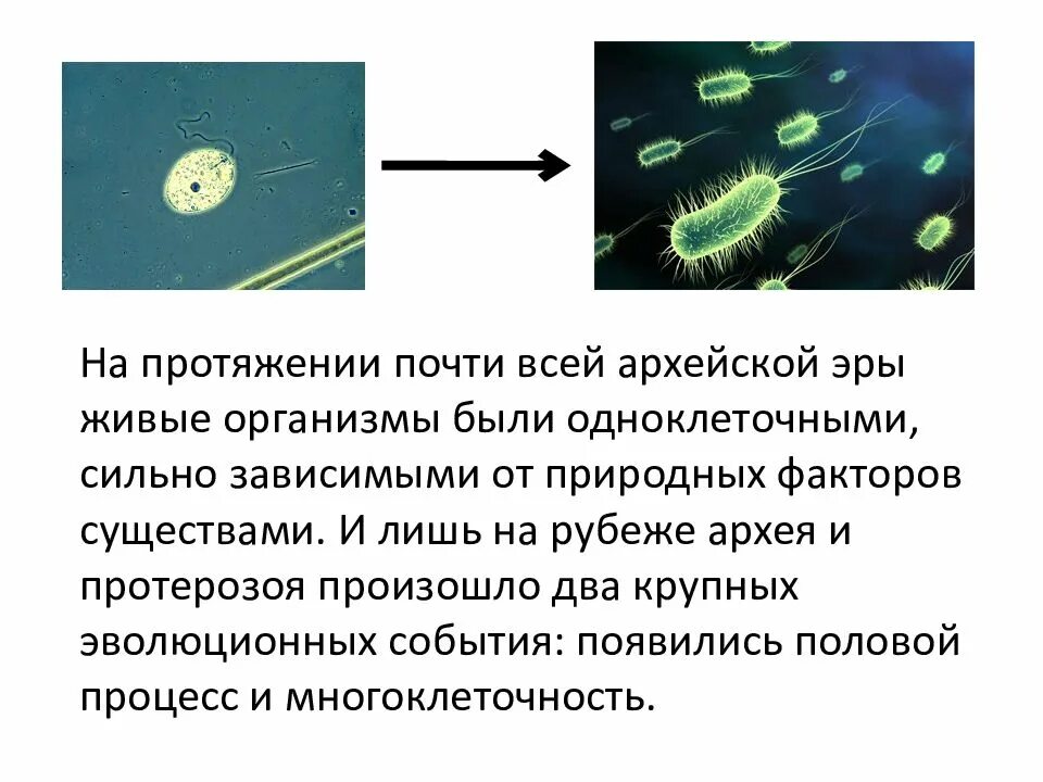 Многоклеточные организмы возникли в эру. Архейская климат. Этапы Архея. Архей живые организмы. Архейская Эра периоды.