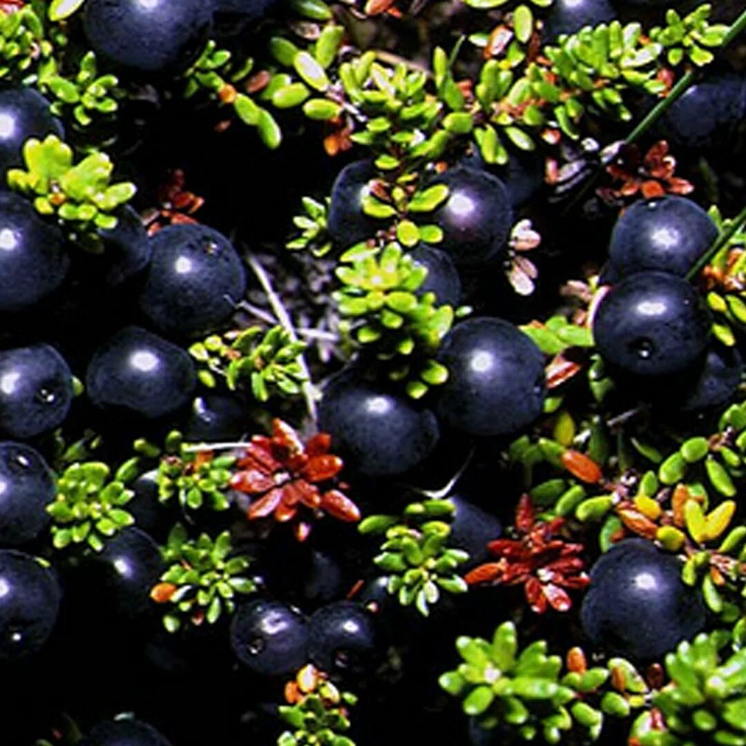 Какая ягода черного цвета. Ягода Северная шикша. Водяника шикша ягоды. Водяника Северная.