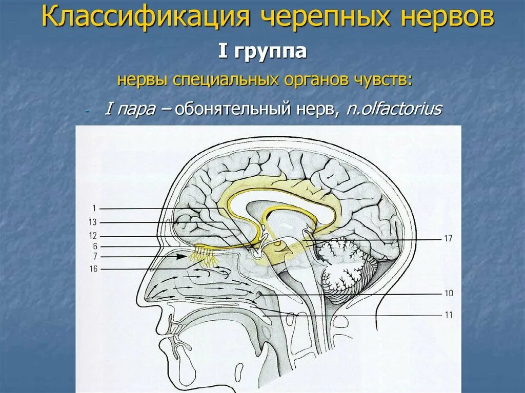 10 черепной нерв. 2 Нейрон обонятельного нерва. Обонятельный черепно-мозговой нерв. 5.1 Обонятельный нерв. 1 Пара обонятельный нерв.