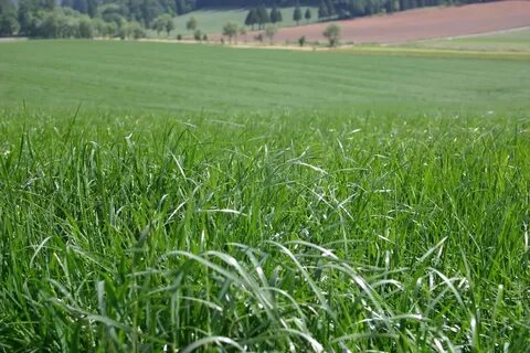 Grassing