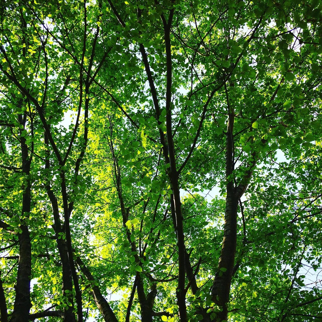 Free Images : tree, nature, wilderness, light, meadow, sunlight, leaf, flower, t
