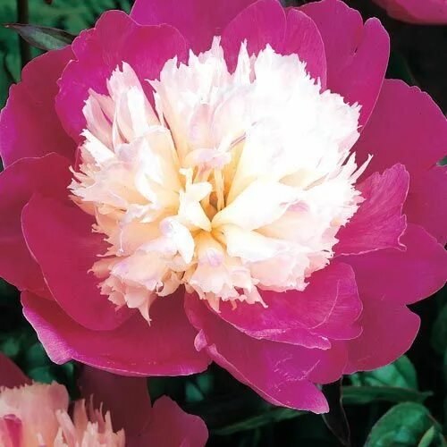 EXOTFLOWERS Каталог многолетников Пионы