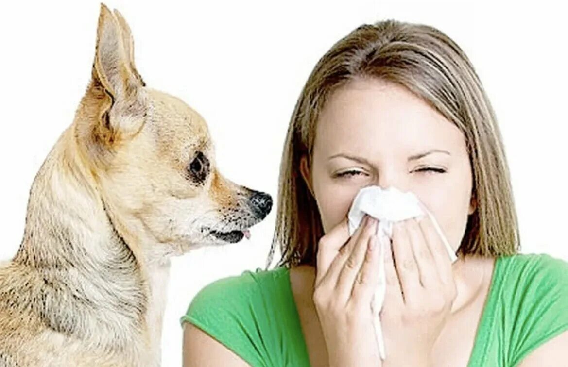 Человек страдающий аллергией. Аллергия на домашних животных. Домашние животные аллергия. Аллергия на шерсть животных.