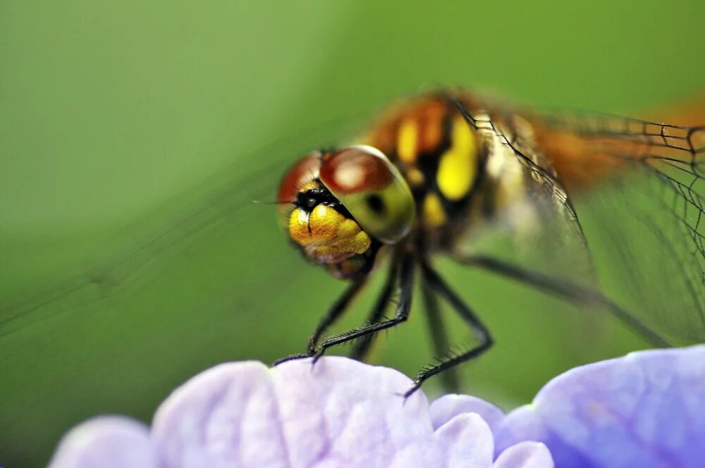 Mm macro