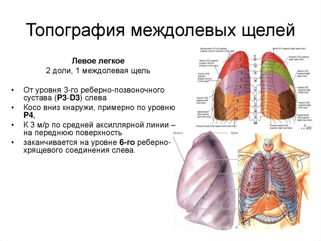 Междолевые плевры правого легкого. Доли легких топографическая анатомия. Строение лёгких топография. Междолевые борозды правого легкого. Нижняя граница левого легкого