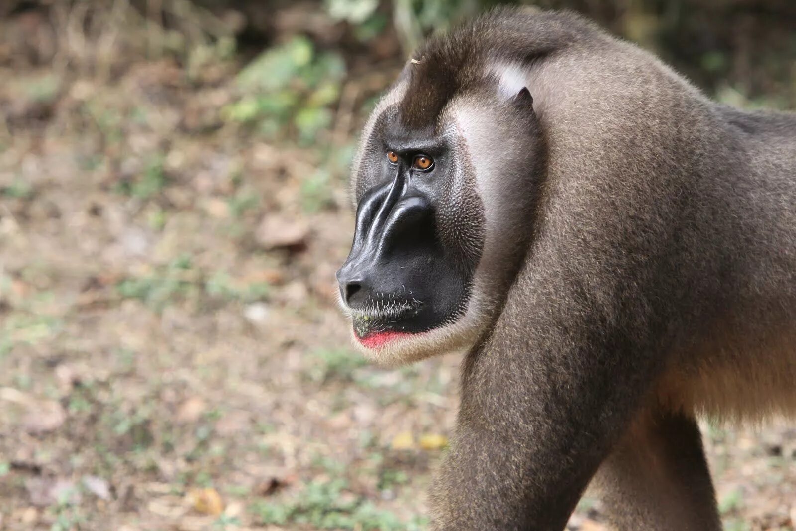 Drill monkey