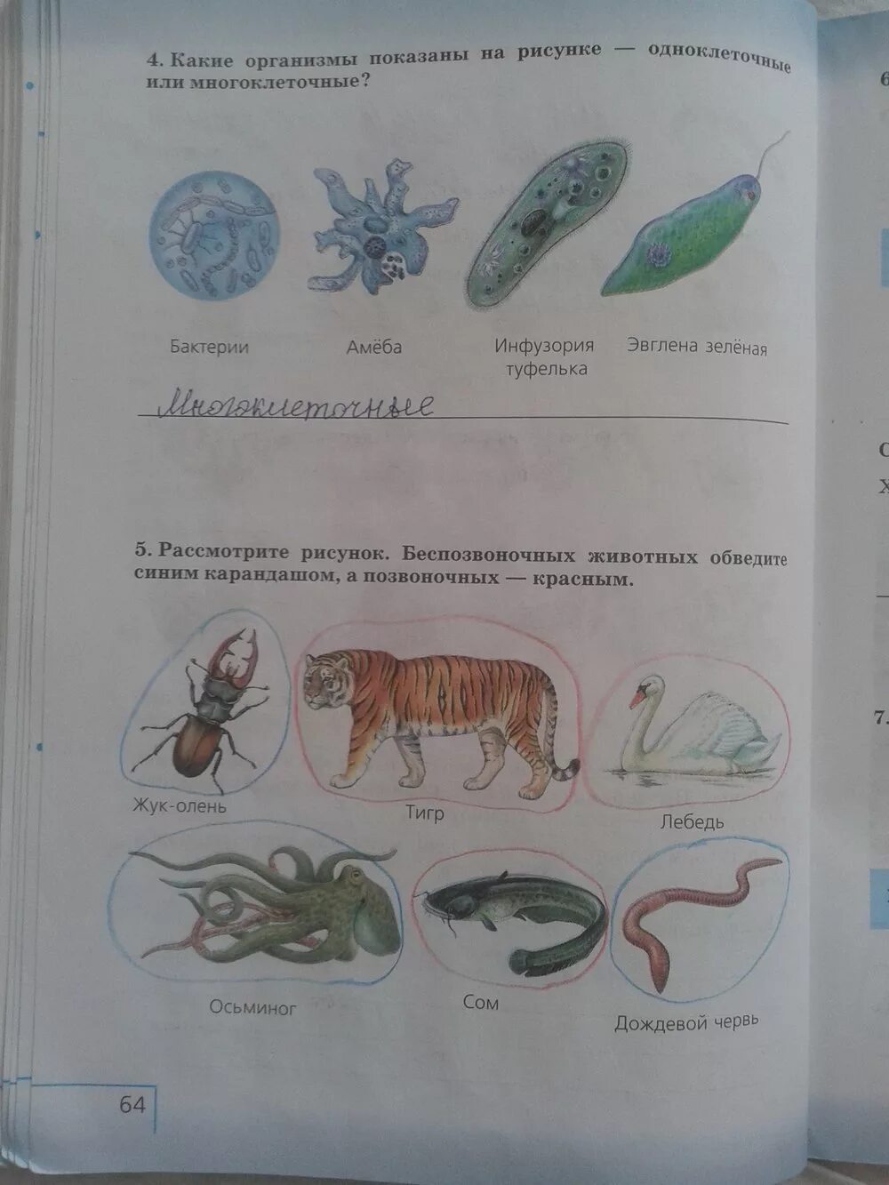 Биология 5 класс рабочая тетрадь Сивоглазов Плешаков. Дрофа Сонин н.и., Плешаков а.а. биология. Биология Сивоглазов Плешаков 5 кл рабочая. Биология 5 класс Плешаков а.а Сонин н.и. Биология 5 класс рабочая тетрадь стр 90