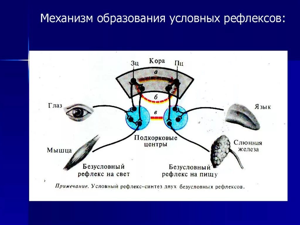 Формирование безусловного рефлекса. Механизм формирования дуги условного рефлекса. Механизм образования условного рефлекса схема. Механизм формирования условного рефлекса схема. Схема образования временной связи условного рефлекса по Павлову.