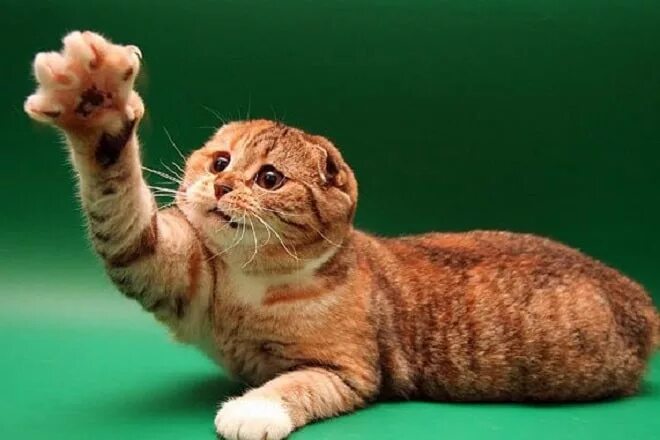 Шотландская вислоухая кошка. Шотландская вислоухая кошка рыжая. Вислоухая Шотландская с большими лапами. Шотландская вислоухая кошка Мем. Лапы шотландских кошек