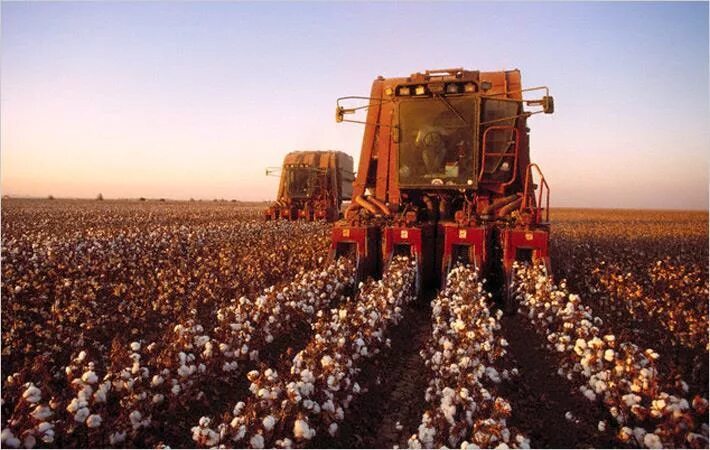 Комбайн для хлопка. Комбайн для хлопка Case. Промышленность и сельское хозяйство США. Cotton Harvester 2023. Как убирают хлопок
