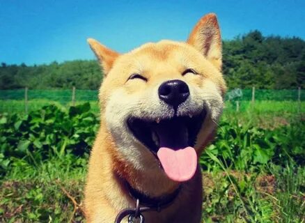 Dog is happy