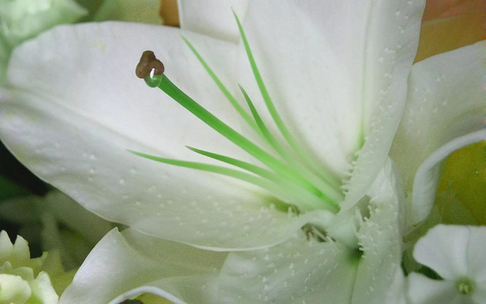 Подарю ландыши песня от души лилии слушать. Белые лилии. Лилии в росе. Красивые белые лилии. Белые лилии в росе.