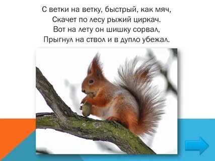 Песня с ветки на ветку