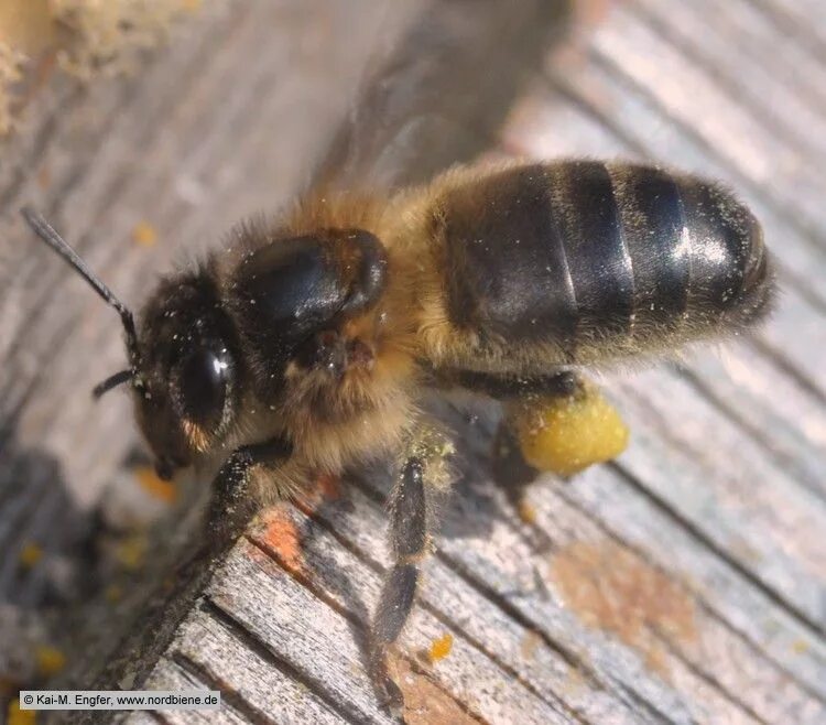 Среднерусская пчела. Чистопородное Среднерусская пчела. Меллифера пчела. Среднерусская порода пчел. Какая порода пчел