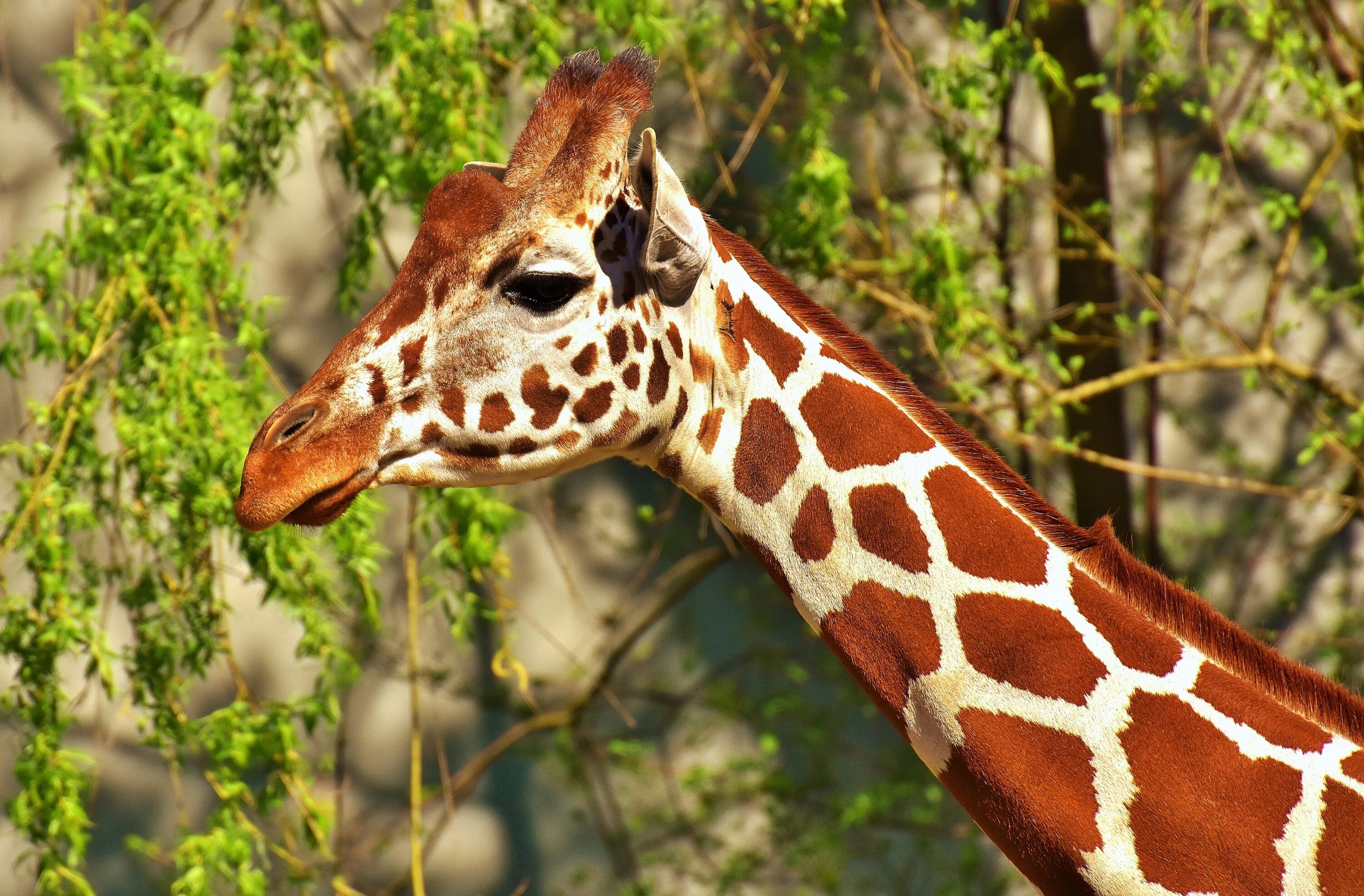 Какой тип развития характерен для сетчатого жирафа. Жираф это млекопитающее. Жираф фото. Жирафы в природе. Африканский Жираф.