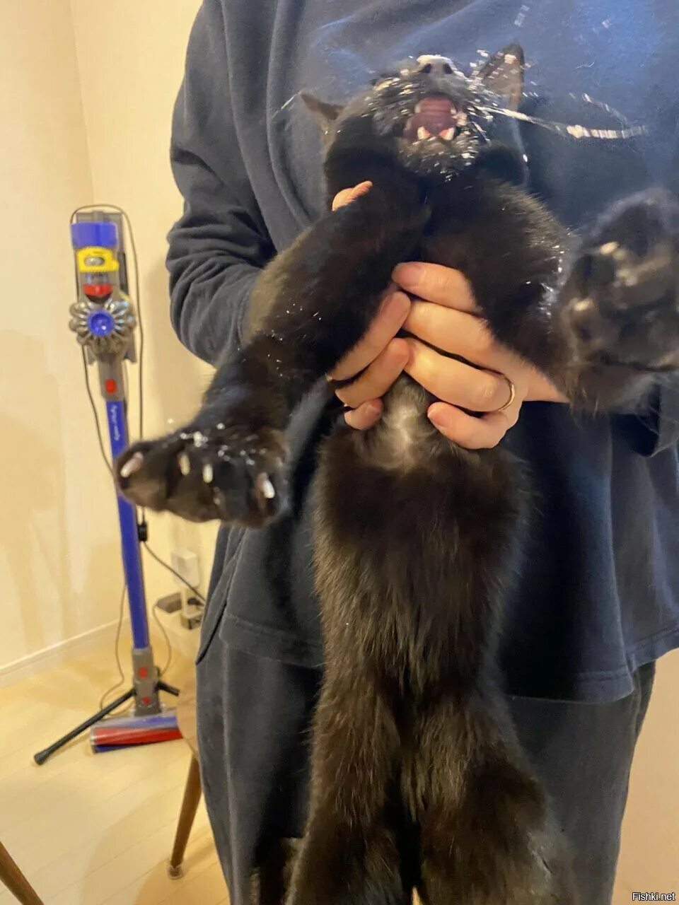 Ни коты