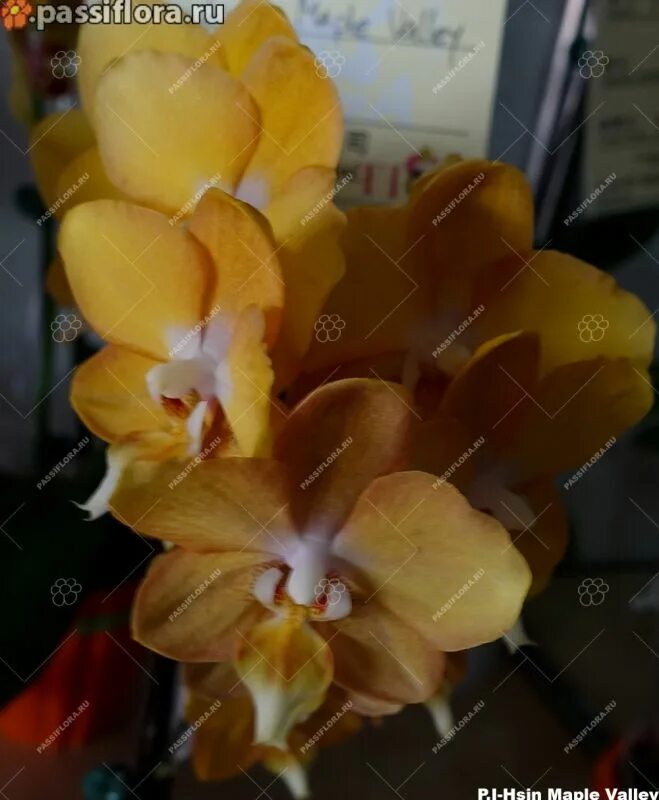 Фаленопсис younghome pink panther. Орхидея maple. Younghome maple red орхидея. Орхидея maple. Фаленопсис dragon tree maple.