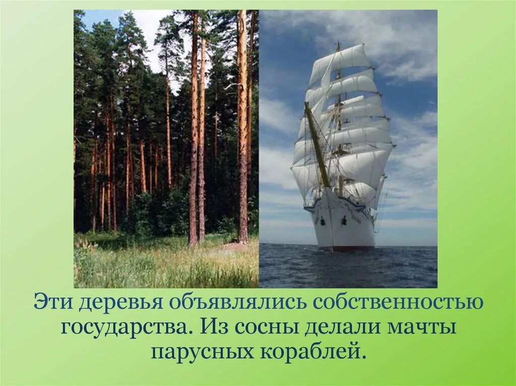 Из этих деревьев раньше делали корабельные. Мачтовая сосна корабельная. корабельное дерево. корабельная сосна мачта. корабельные мачты из сосны.