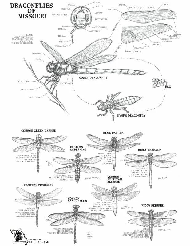 Dragonfly исследование титана. Dragonfly наркотик. Dragonfly bm1 схема. Damselfly и Dragonfly разница.