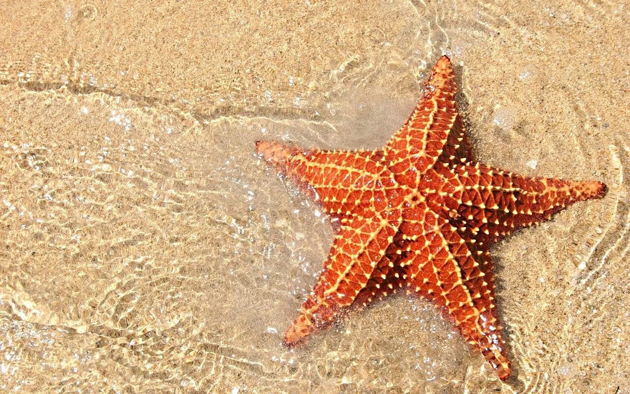 морская звезда Beautiful sea creatures, Sea fish, Starfish