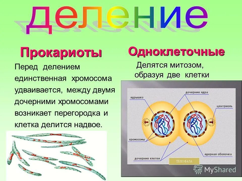 Тема: «деление клетки. Одноклеточных эукариот у одноклеточных. Деление одноклеточных водорослей. Инфузория туфелька половое размножение. Инфузория туфелька циста.