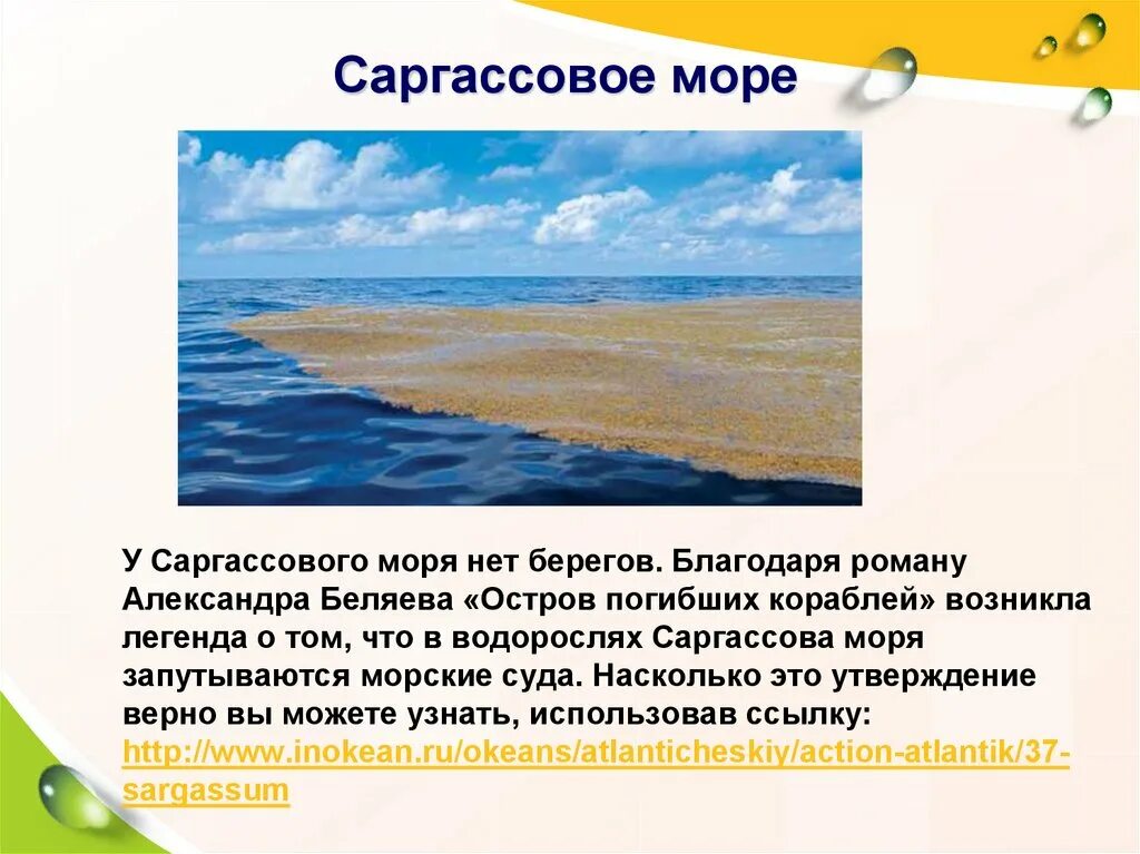 Почему береговая. Саргассово море. Саргассово море моря. Атлантический океан Саргассово море. Саргассово море побережье.