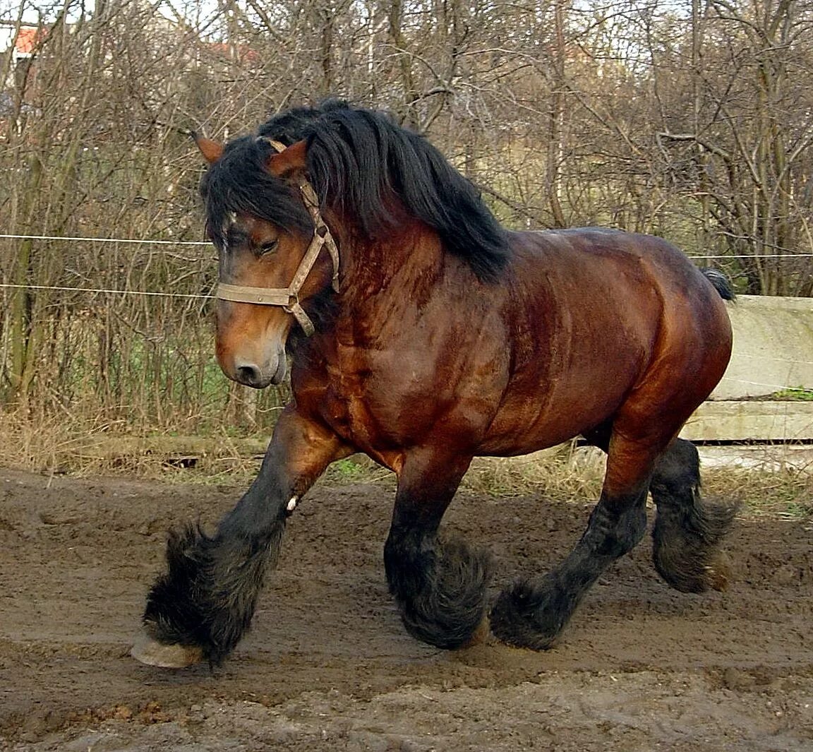 Heavy horses. Бельгийский тяжеловоз брабансон. Битюг тяжеловоз. Бельгийский Першерон лошадь тяжеловоз. Бельгийский тяжеловоз Шайр.