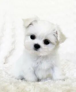 Puppy mini