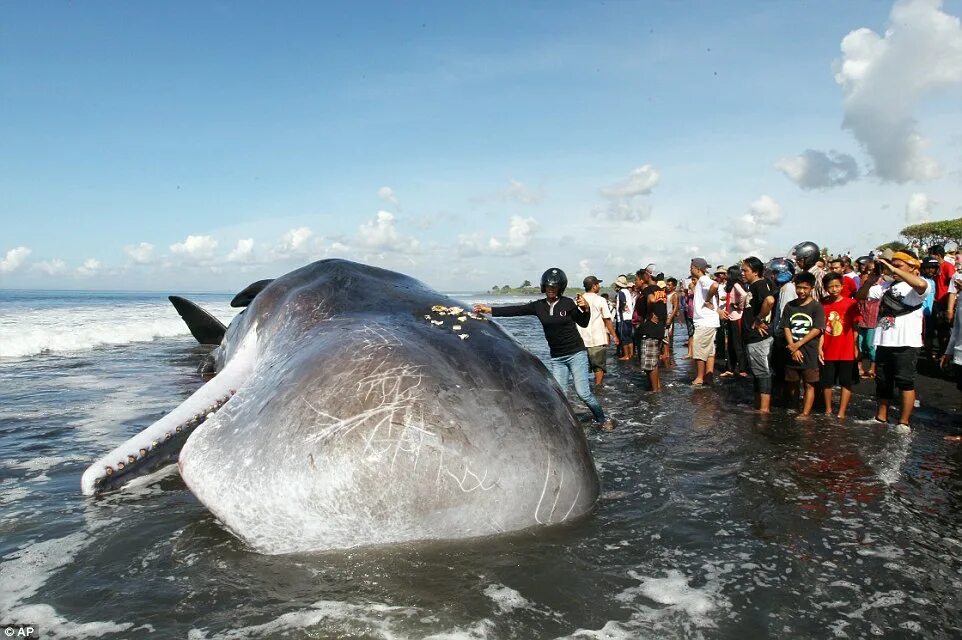 10 самых больших животных. Гигантский кит. Самые большие киты. Самый гигантский кит в мире. Самый большой Кашалот.