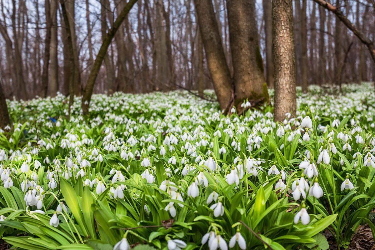 Березень березня. Стих про весну на укр языке. Березень березня. Белоцветник весенний в снегу. Подснежники на белом фоне.