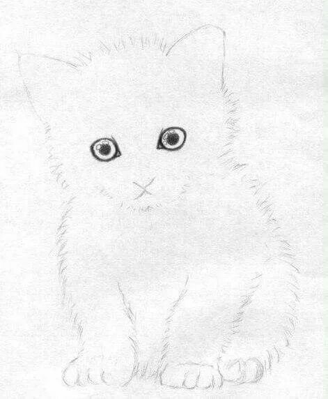 Pin by Creamy Existence on Animals Cat drawing tutorial, Animal drawings, Cat dr