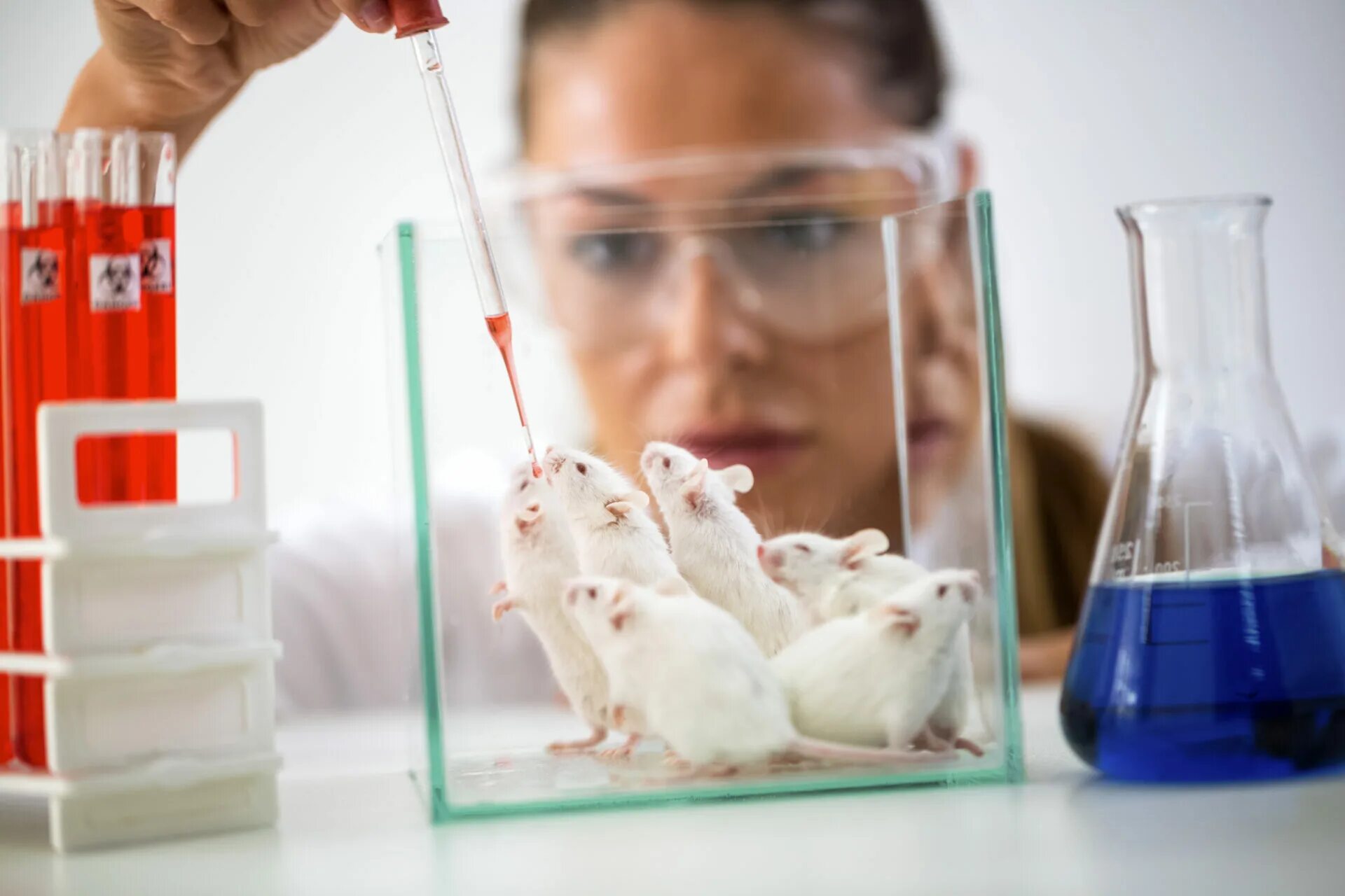 Лабораторные животные. Animal laboratory. Опыты на мышах. Опыты на мышах. Эксперимент с мышами.