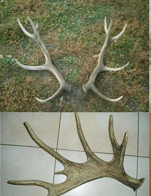 тест рога. референс рогов. тест рога. тест рога. Wow ночная эльфийка рога.