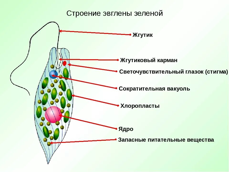 Какой органоид у эвглены зеленой. Структуры клетки зелёной эвглены. Строение клетки эвглены зеленой. Строение жгутиковые эвглена зеленая. Светочувствительный глазок эвглены.