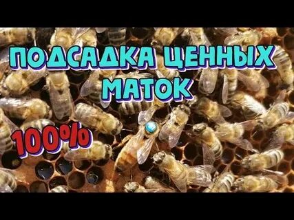 Прием маток