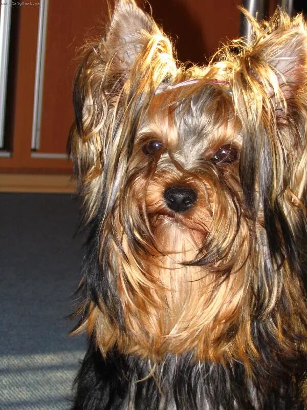 лысый йоркширский терьер. лысый йоркширский терьер. йоркширский терьер лысый стрижка. стрижки йорков с выбритой мордой. йорк терьер мини лысый.